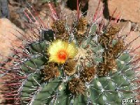 Ferocactus rectispinus BC, Mexico ©JL.jpg